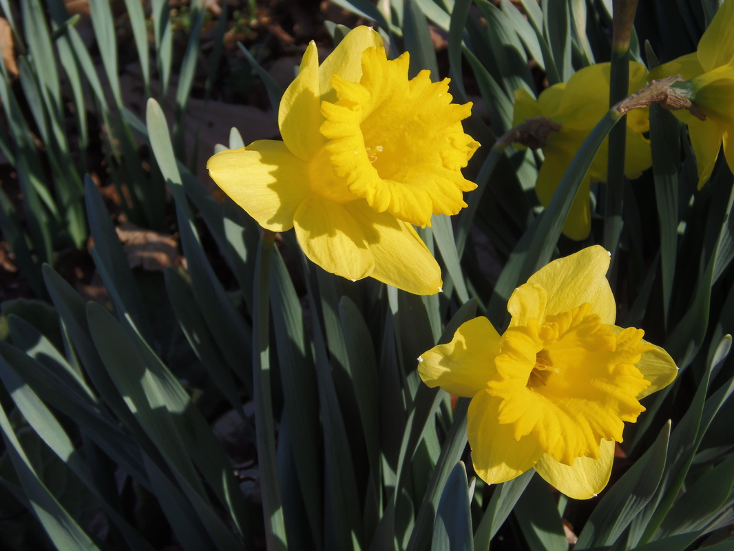 Shady Oaks Heirloom Daffodils - Shady Oaks Heirloom Daffodils
